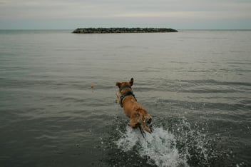 Dog enjoying summer