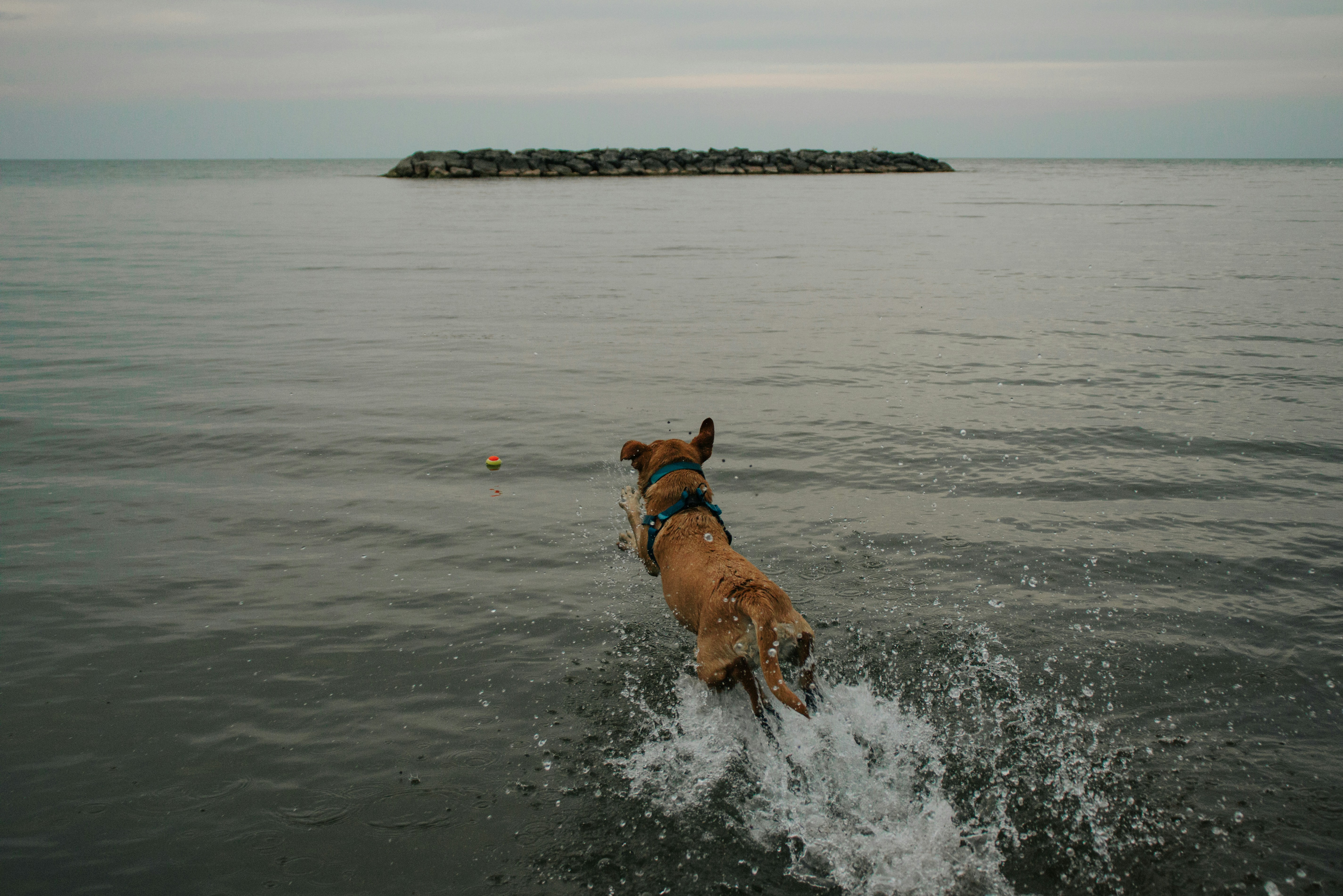 Dog enjoying summer
